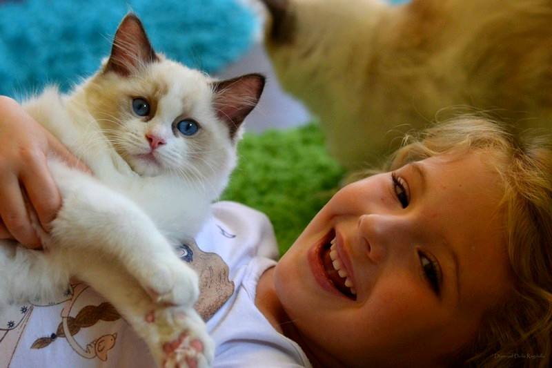 /images/Galeria/Cicák-gyerekek (Cats&Chirldren)/13932818_285122051855496_9005185465780586912_n.jpg